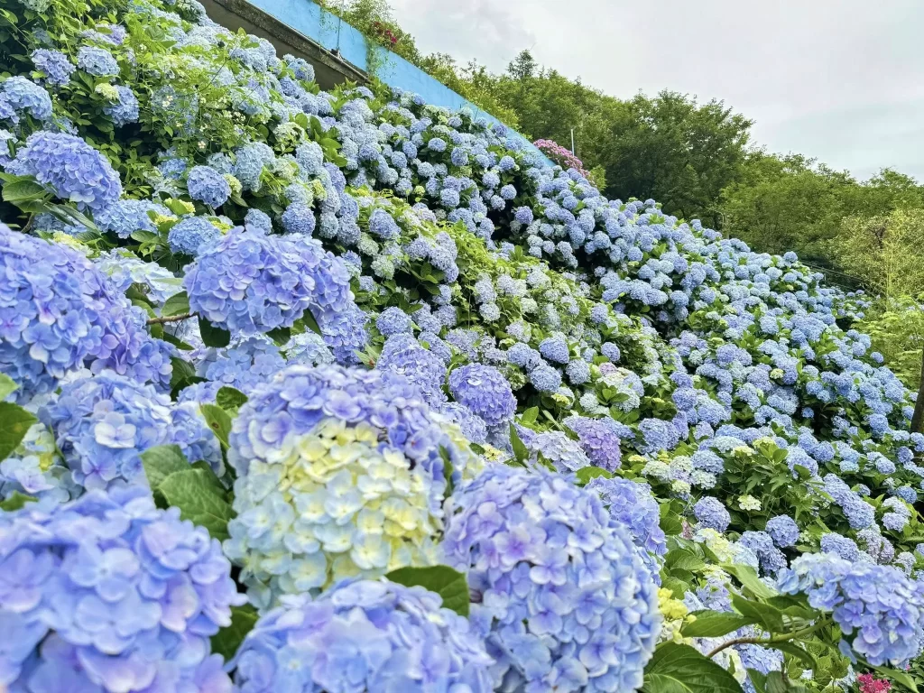 2025陽明山繡球花季 活動資訊