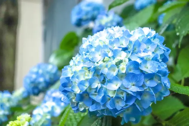 2025陽明山繡球花季 活動資訊