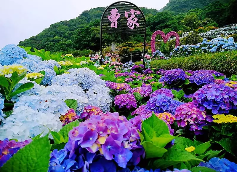 2025陽明山繡球花季 活動資訊